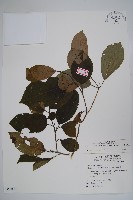 厚殼樹藏品圖，第1張