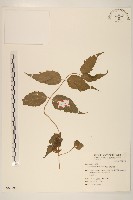 田代氏澤蘭藏品圖，第1張