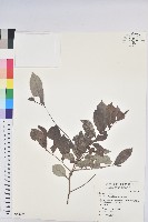 細葉饅頭果藏品圖，第1張