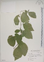 菱葉捕魚木藏品圖，第1張