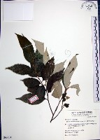 紅皮、葉下白、赤仔尾藏品圖，第1張