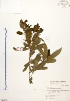 黃肉樹, 小梗木薑子藏品圖，第1張