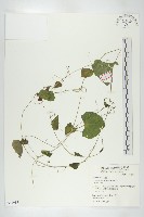 黑果馬交兒藏品圖，第1張