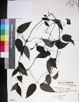 柱果鐵線蓮藏品圖，第1張