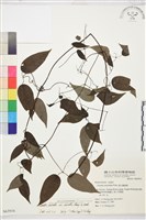 柱果鐵線蓮藏品圖，第2張