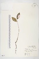 亨利氏伊立基藤藏品圖，第1張