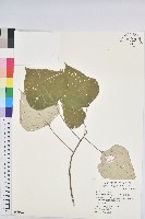 白匏子藏品圖，第1張