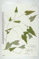 合子草藏品圖，第1張