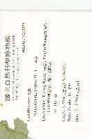 合子草藏品圖，第2張