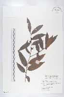 軟毛柿藏品圖，第1張