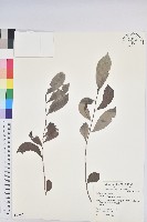 細葉饅頭果藏品圖，第1張