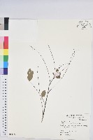 多花油柑、白仔藏品圖，第1張