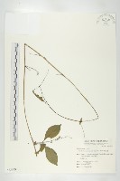 穿山龍藏品圖，第1張