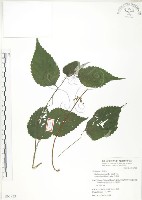 青苧麻藏品圖，第1張