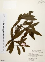 黃肉樹, 小梗木薑子藏品圖，第1張