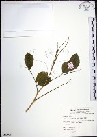 月橘藏品圖，第1張