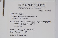 鵝掌柴、江某、鴨腳樹藏品圖，第2張