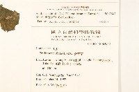 紫背草藏品圖，第2張