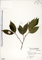 菲律賓榕藏品圖，第1張