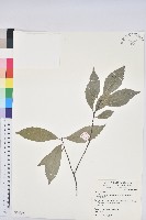 青剛櫟、鐵椆藏品圖，第1張