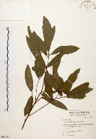 黃肉樹, 小梗木薑子藏品圖，第1張