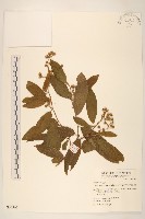 過山龍藏品圖，第1張