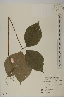 臺灣及己藏品圖，第1張