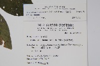 假酸漿藏品圖，第2張