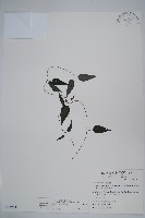 絨毛芙蓉蘭藏品圖，第1張