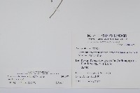 絨毛芙蓉蘭藏品圖，第2張