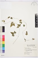 串鼻龍藏品圖，第1張