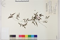 田村氏鐵線蓮藏品圖，第1張