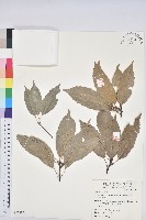 青剛櫟、鐵椆藏品圖，第1張