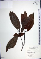 九重吹、九丁樹、脈葉榕、大葉九重吹藏品圖，第1張