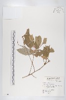 藤胡頹子藏品圖，第1張