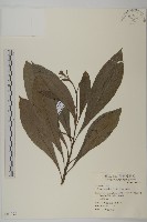 走馬胎藏品圖，第1張