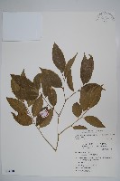 毛瓣蝴蝶木藏品圖，第1張