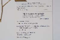 毛瓣蝴蝶木藏品圖，第2張