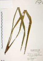 桔梗蘭藏品圖，第1張