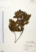 黃肉樹, 小梗木薑子藏品圖，第1張