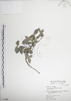 絡石藏品圖，第1張