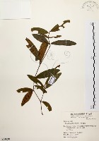 黃肉樹, 小梗木薑子藏品圖，第1張