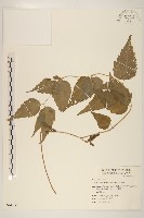 田代氏澤蘭藏品圖，第1張