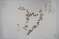 風不動藏品圖，第1張