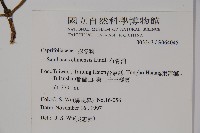 冇骨消藏品圖，第2張