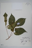 魚木藏品圖，第1張