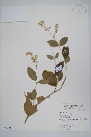 牛膝藏品圖，第1張