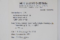 牛膝藏品圖，第2張