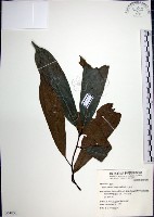 九重吹、九丁樹、脈葉榕、大葉九重吹藏品圖，第1張