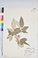 裡白巴豆藏品圖，第1張